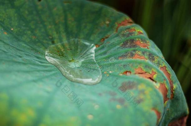 水落下向莲花树叶.