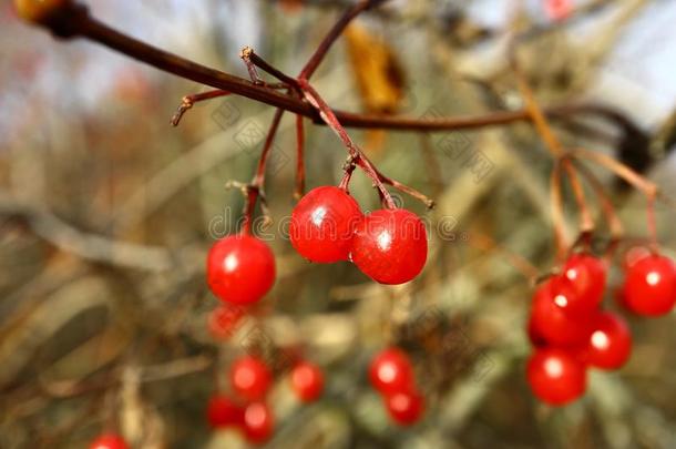 成熟的红色的浆果关于荚莲属的植物向一br一nch