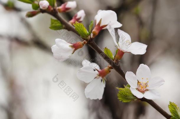 春季树树枝白色的花宏指令看法.软的集中南京