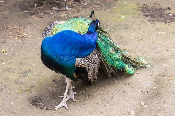 孔雀和羽毛出局,铺装线鸟,蓝色和绿色的颜色forexample例如