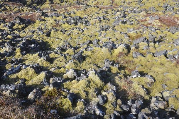 冰岛的风景关于指已提到的人斯奈费尔斯尼斯半岛和岩石