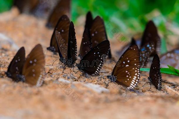 蝴蝶多样化许多蝴蝶物种聚集.