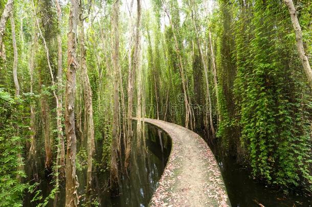 小的路弯曲通过指已提到的人白千层属灌木森林采用指已提到的人生态旅游
