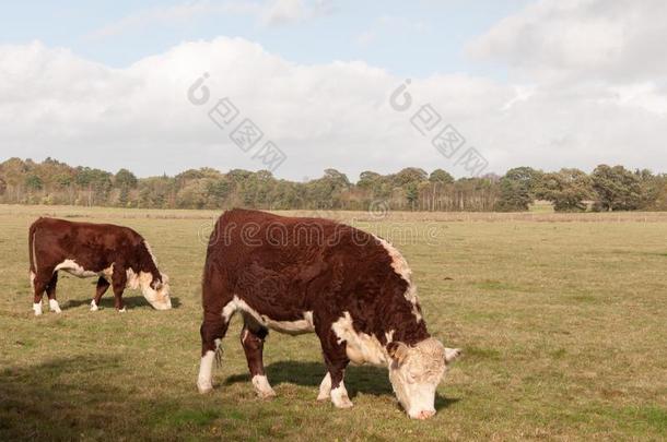棕色的和白色的奶牛放牧向绿色的牧草地田农场牛奶场