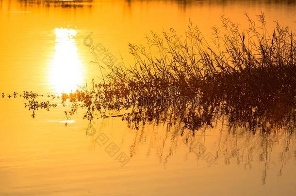 日落越过湖水和草花.