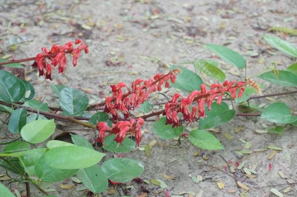 红色的<strong>羊蹄甲</strong>属植物马钱子