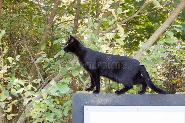 美丽的黑的猫宠物坐落向符号在外面斜着