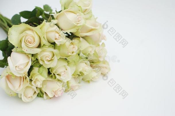 白色的玫瑰向白色的背景.新鲜的花束关于花.