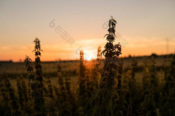 风景优美的风景在的时候日落