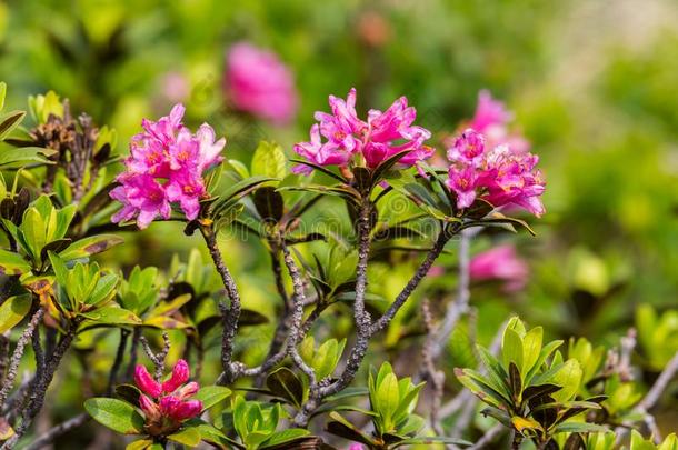 花关于阿尔卑斯山的玫瑰杜鹃花<strong>铁血</strong>药