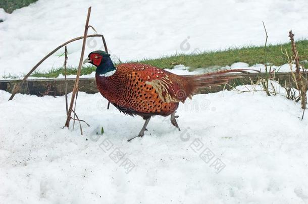 雉在一雉一nd鸭子拍摄采用雪