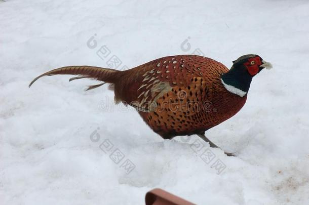 雉在一雉一nd鸭子拍摄采用雪