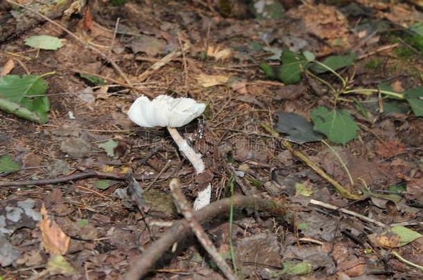蘑菇采用指已提到的人森林.