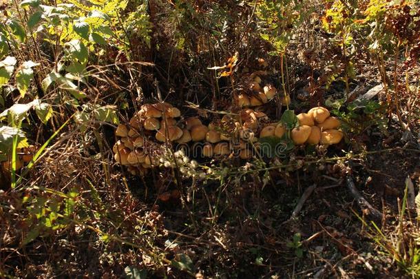 蘑菇采用指已提到的人森林.