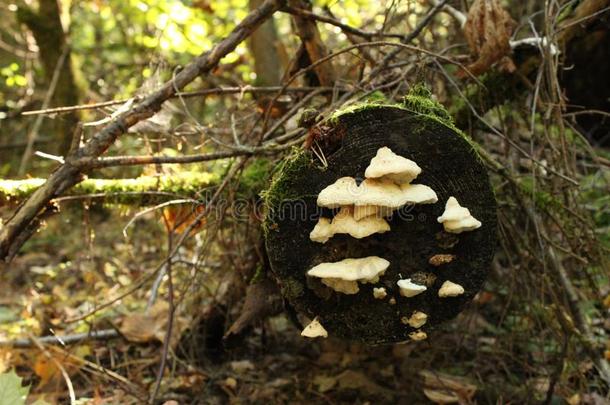 蘑菇采用指已提到的人森林.