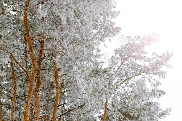 松树森林大量的和早晨使结冰霜和和煦的：照到阳光的<strong>热点</strong>