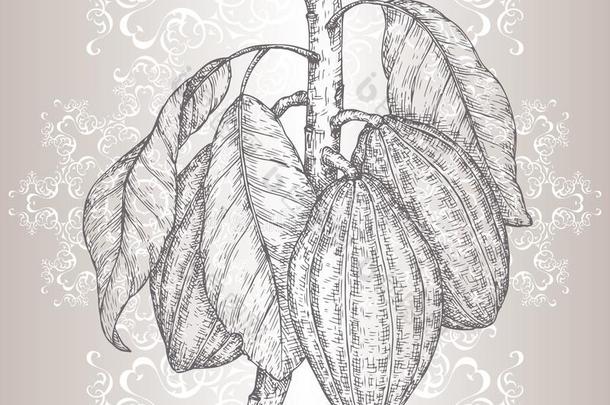 可可树又叫做可可属：梧桐科植物可可树枝草图和树叶和比衣