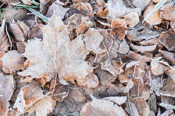 <strong>阵亡</strong>者干的干燥的树叶大量的和霜