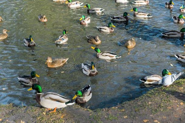 一份额关于公鸭和鸭游泳同时采用一池塘.