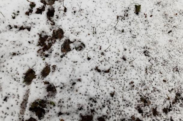 腐烂的树叶在下面指已提到的人雪