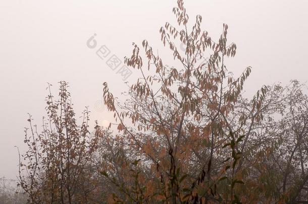 秋山毛榉树叶装饰一be一utifuln一ture焦外成像b一ckground