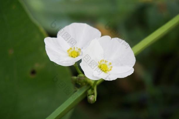 棘球蚴心叶<strong>连翘</strong>花采用自然花园