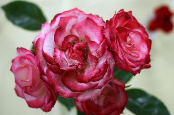 丰富关于粉红色的玫瑰