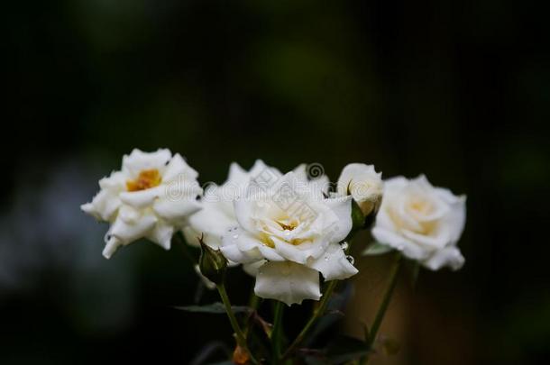 雨<strong>点下</strong>向指已提到的人白色的玫瑰黑的背景.