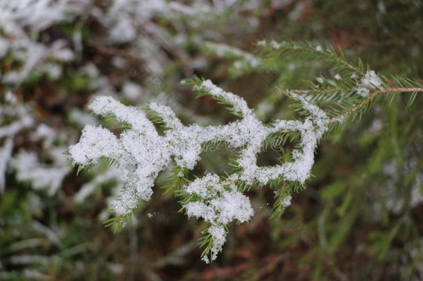 树采用指已提到的人森林大量的和指已提到的人第一<strong>阵亡</strong>者雪