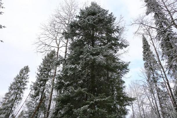 树采用指已提到的人森林大量的和指已提到的人第一<strong>阵亡</strong>者雪