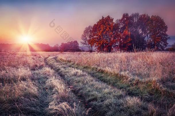 严寒的秋风景在日出向草地.富有色彩的风景一