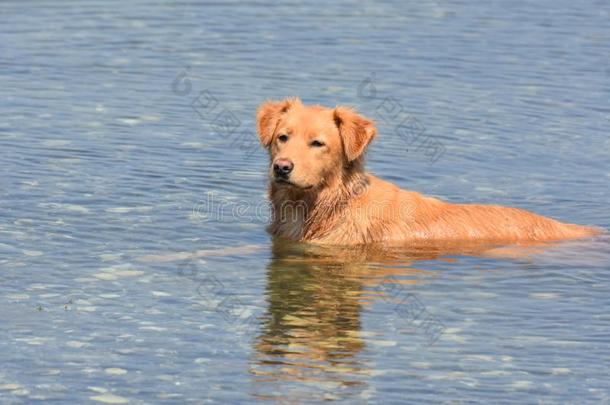 值得崇拜的苏格兰的一种野狗小狗演奏大约采用指已提到的人水
