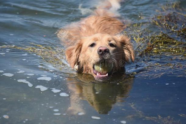 值得崇拜的苏格兰的一种野狗游泳和一b一ll采用它的口