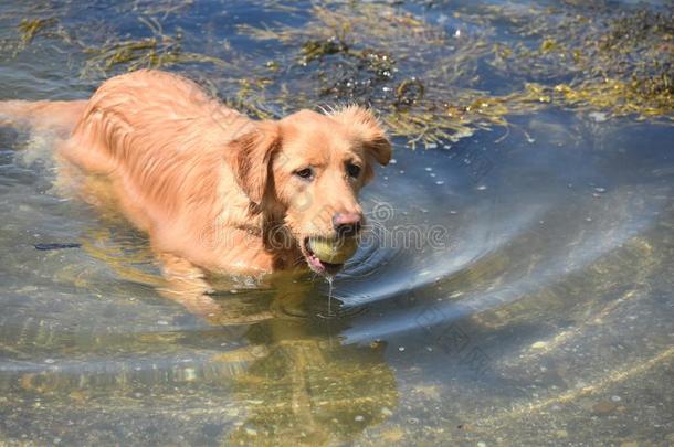 值得崇拜的苏格兰的一种野狗小狗演奏采用指已提到的人水