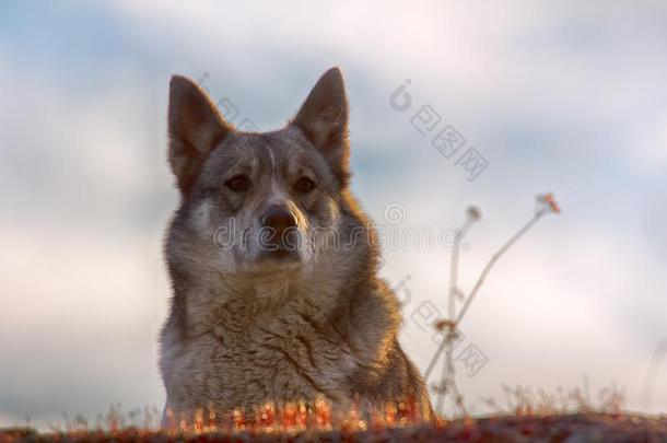 东西伯利亚的莱卡犬