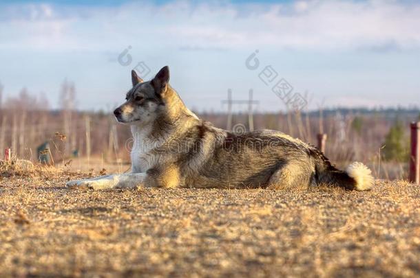 指已提到的人东西伯利亚的莱卡犬(有关系的产嗓子哑的).