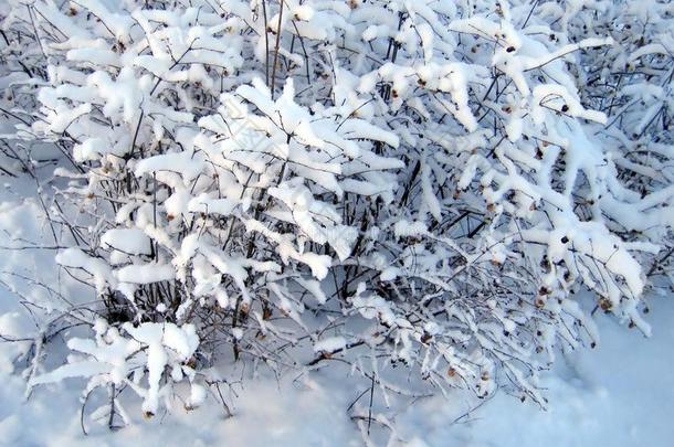 雪遮盖