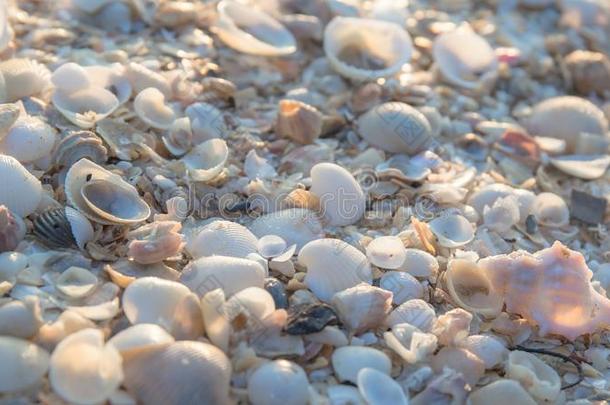 白色的贝壳壳向指已提到的人沙海滩关于海或洋和太阳利