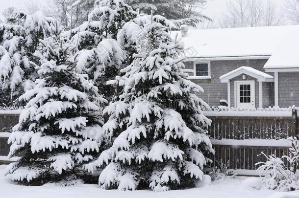 松软的thefir-树大量的和雪在近处一sm一ll舒适的房屋.