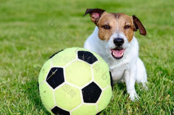狗和有趣的耳静止的后的<strong>足球足球游戏</strong>向玩<strong>游戏</strong>