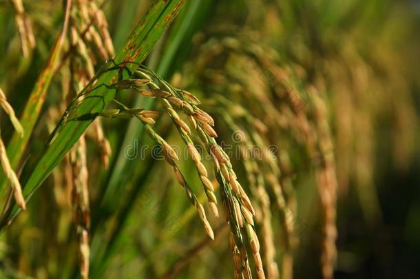 关在上面稻植物采用AustralianScientificIndustryAssociation澳大利亚科学工业协会.