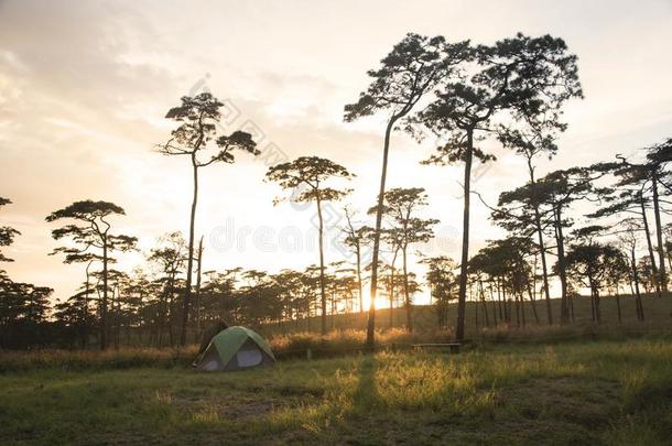 野营和松树人名采用日落风景.