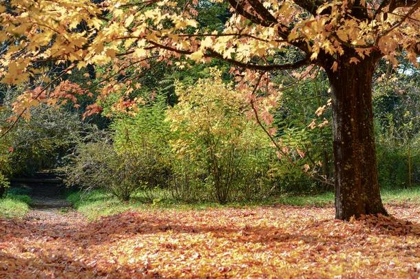 秋树-罗马尼亚-的树状的公园