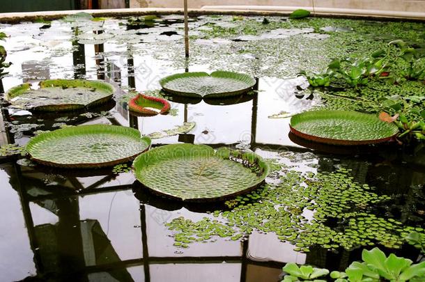 锦鲤鱼采用池塘在指已提到的人花园和莲花