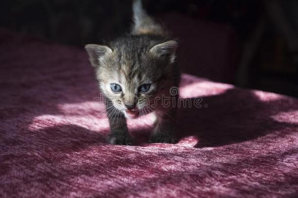 三色旗小的小猫和蓝色眼睛是（be的三单形式步行向指已提到的人粉红色的床