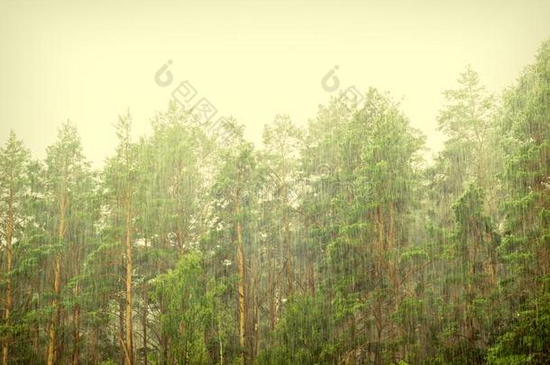 德鲁日关于雨采用森林