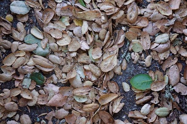 满的框架射手关于秋树叶向地面