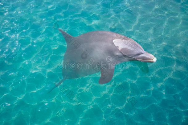 海豚采用绿松石水光影计数