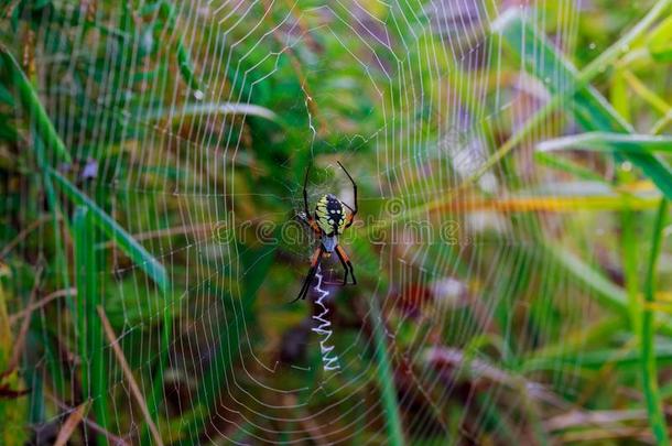 蜘蛛花园-蜘蛛阿雷纳斯类型关于蜘蛛阿雷诺莫科从英语字母表的第20个字母