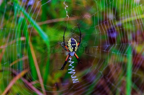 蜘蛛花园-蜘蛛阿雷纳斯类型关于蜘蛛阿雷诺莫科从英语字母表的第20个字母